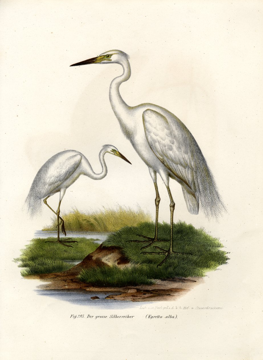 Store hvite egret, 1864 av German School