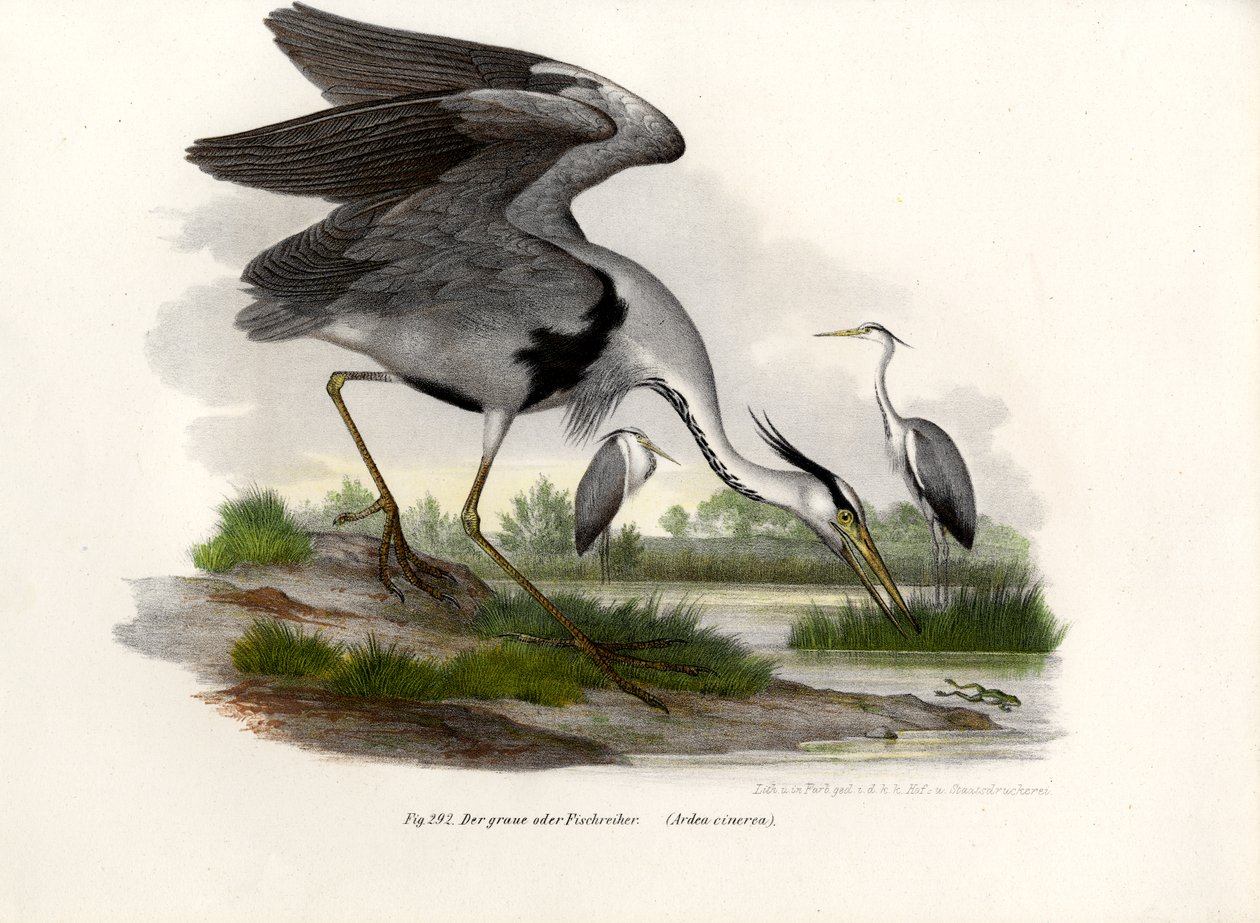 Grey Heron, 1864 av German School