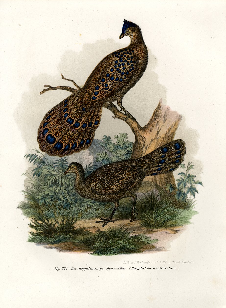 Grå påfugl-fasan, 1864 av German School