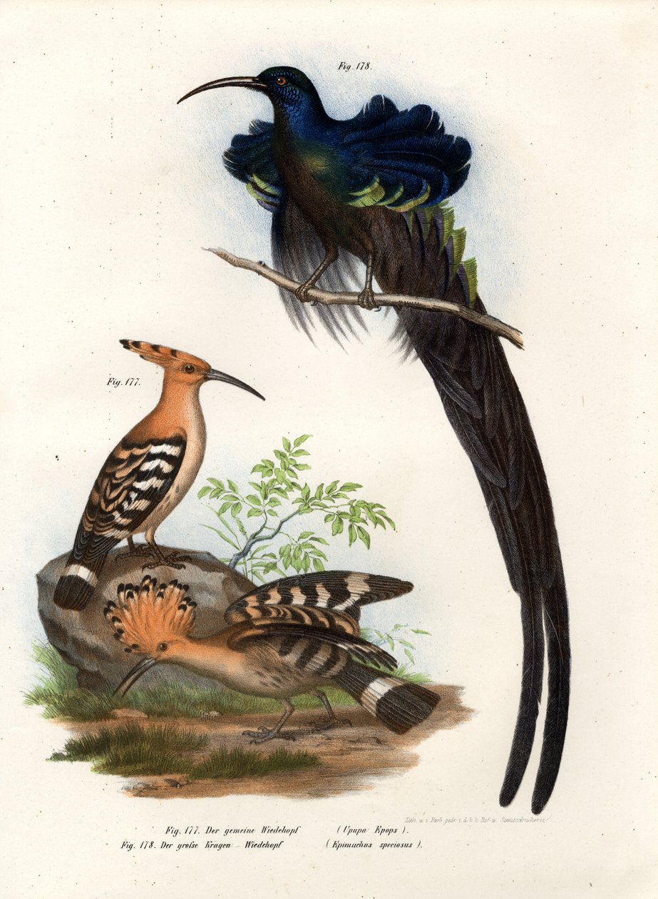 Hoopoe, 1864 av German School