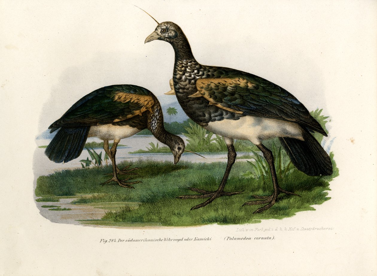 Horned Screamer, 1864 av German School