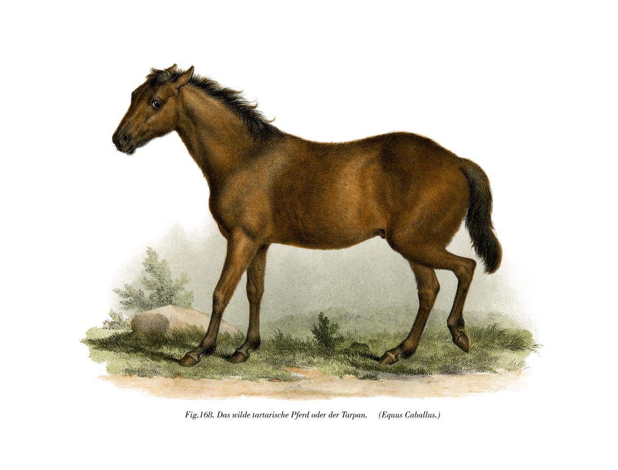 Hest, 1860 av German School