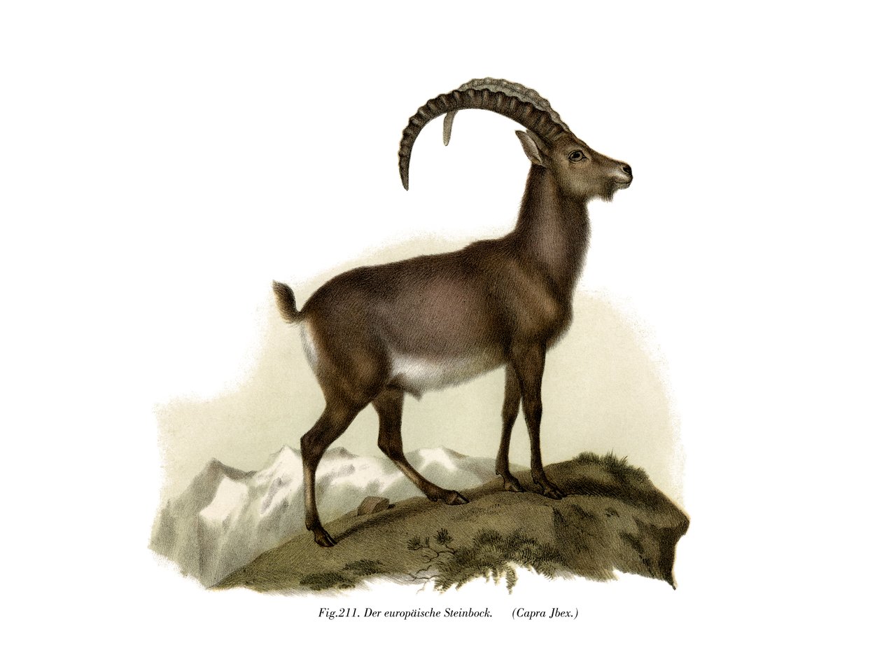 Ibex, 1860 av German School