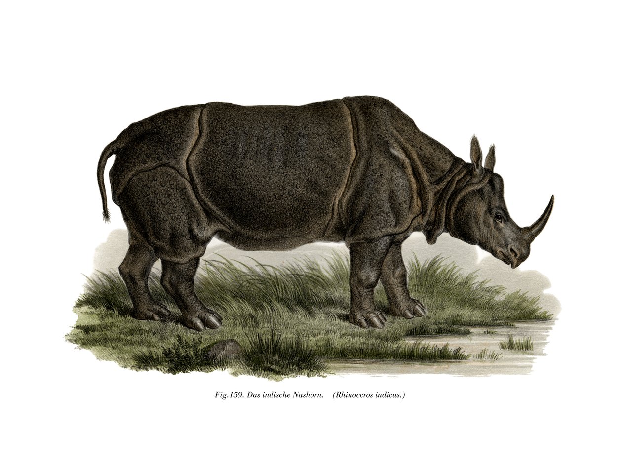 Indisk neshorn, 1860 av German School