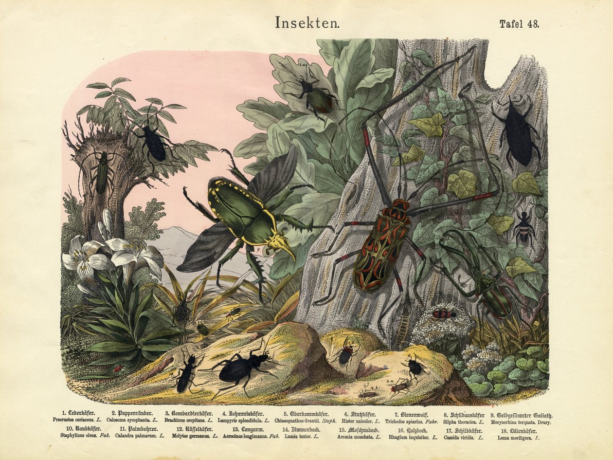 Insekter, ca. 1860 av German School