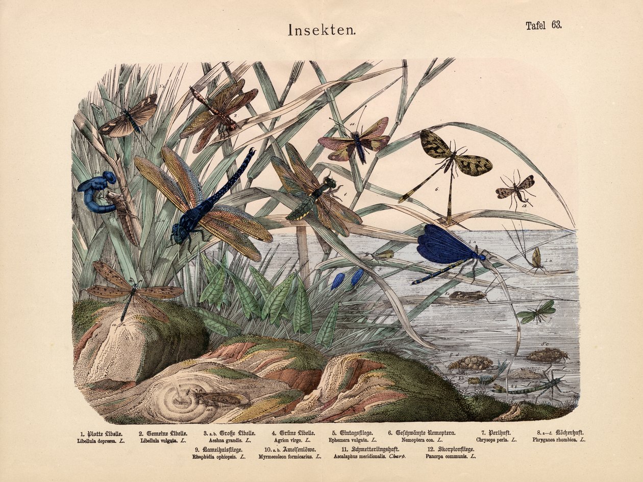 Insekter, ca. 1860 av German School
