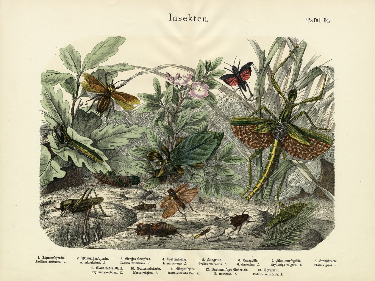 Insekter, ca. 1860 av German School
