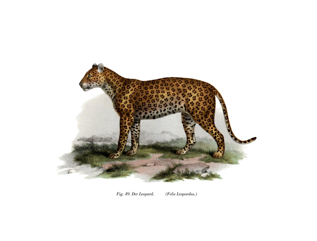 Leopard, 1860 av German School