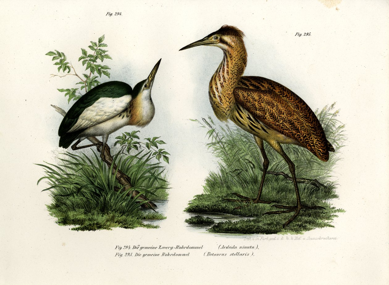 Little Bittern, 1864 av German School