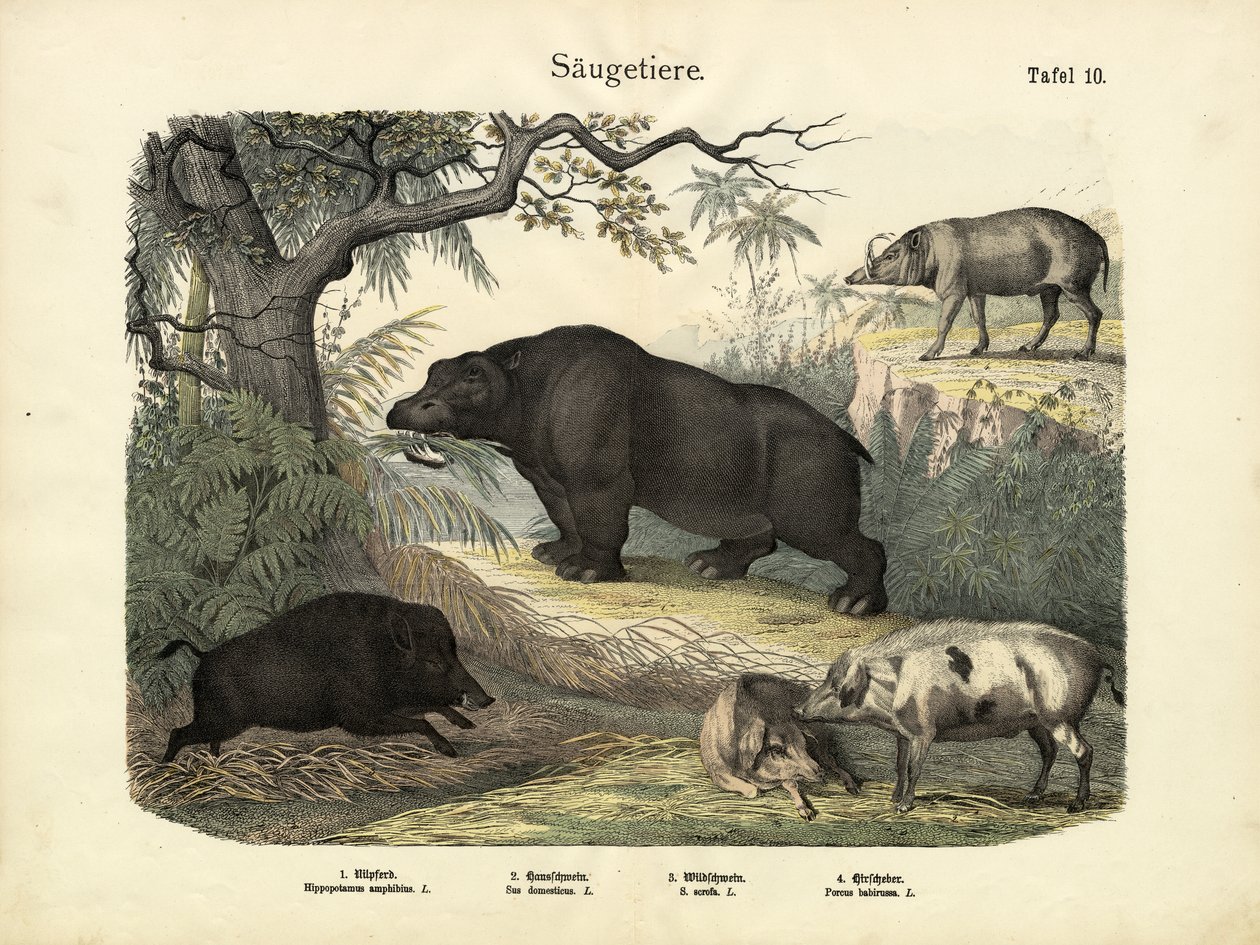 Pattedyr, ca. 1860 av German School