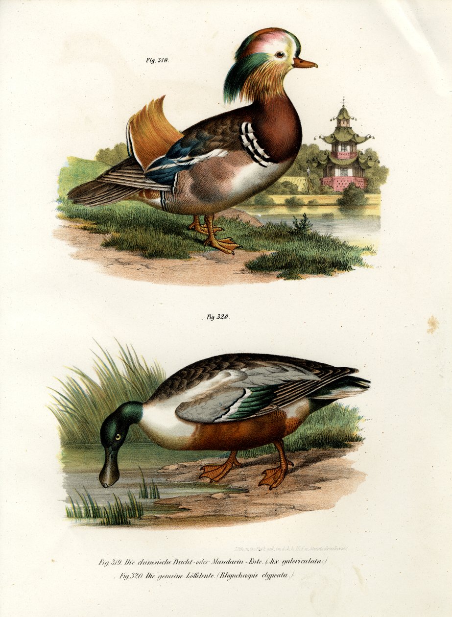 Mandarin Duck, 1864 av German School