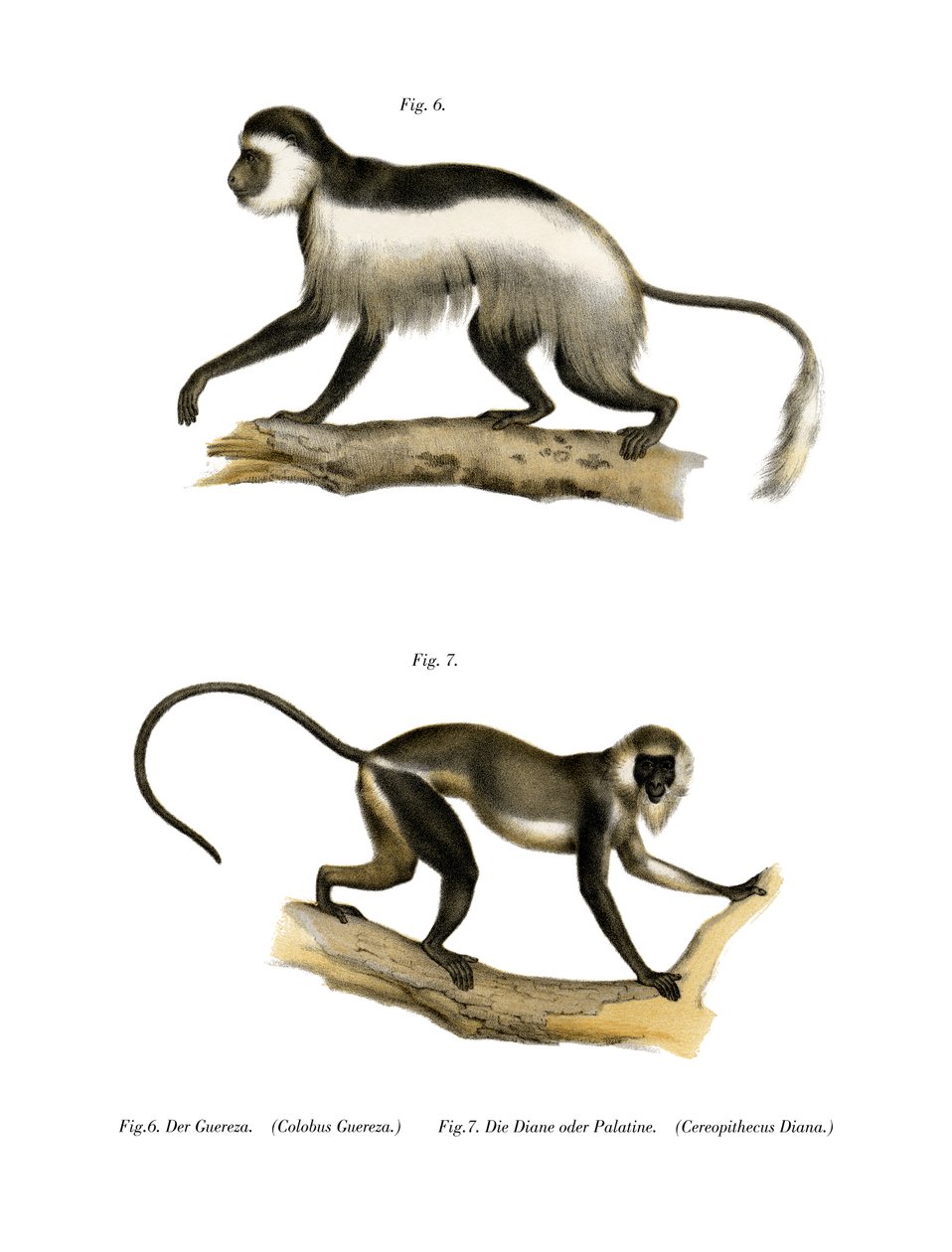 Mantled Guereza, 1860 av German School