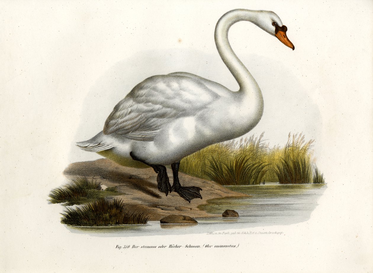 Stumsvane, 1864 av German School