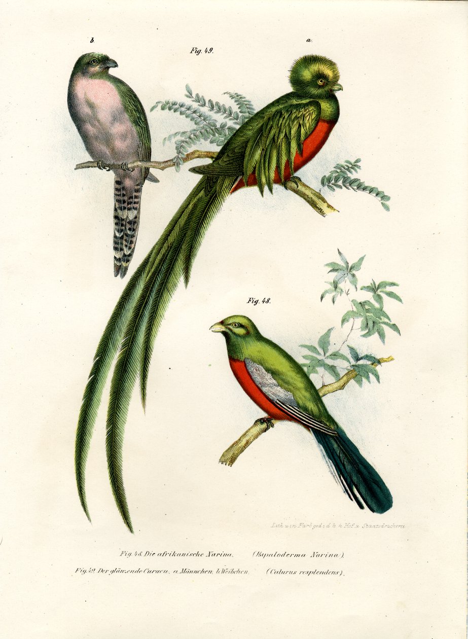 Narina Trogon, 1864 av German School