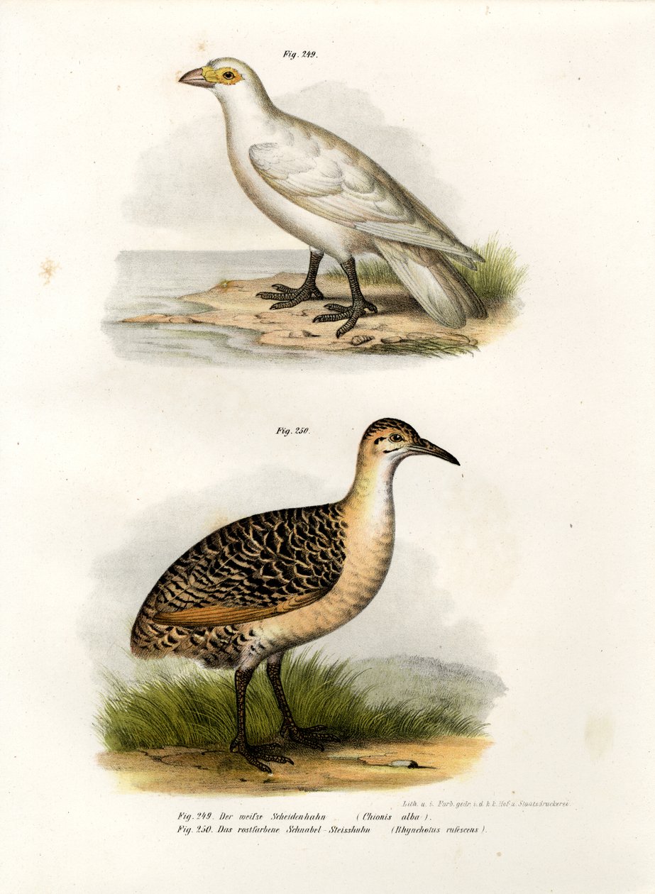 Snønebb med blek ansikt, 1864 av German School