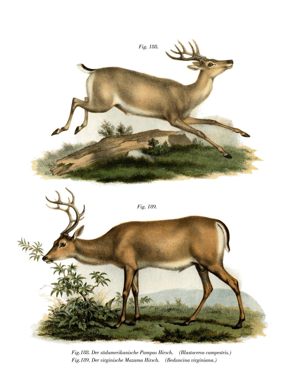 Pampas hjort, 1860 av German School