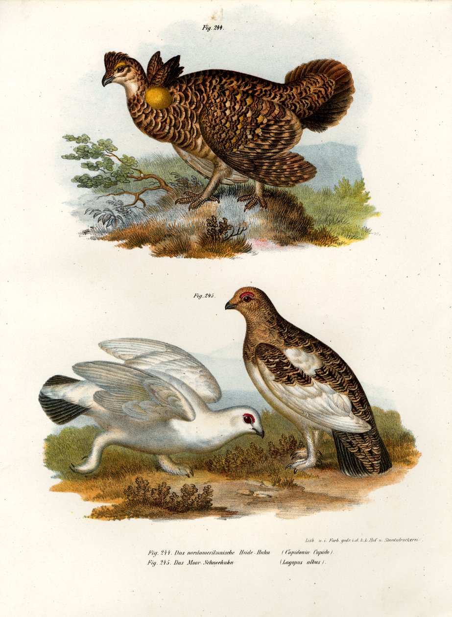 Pinnated Grouse, 1864 av German School