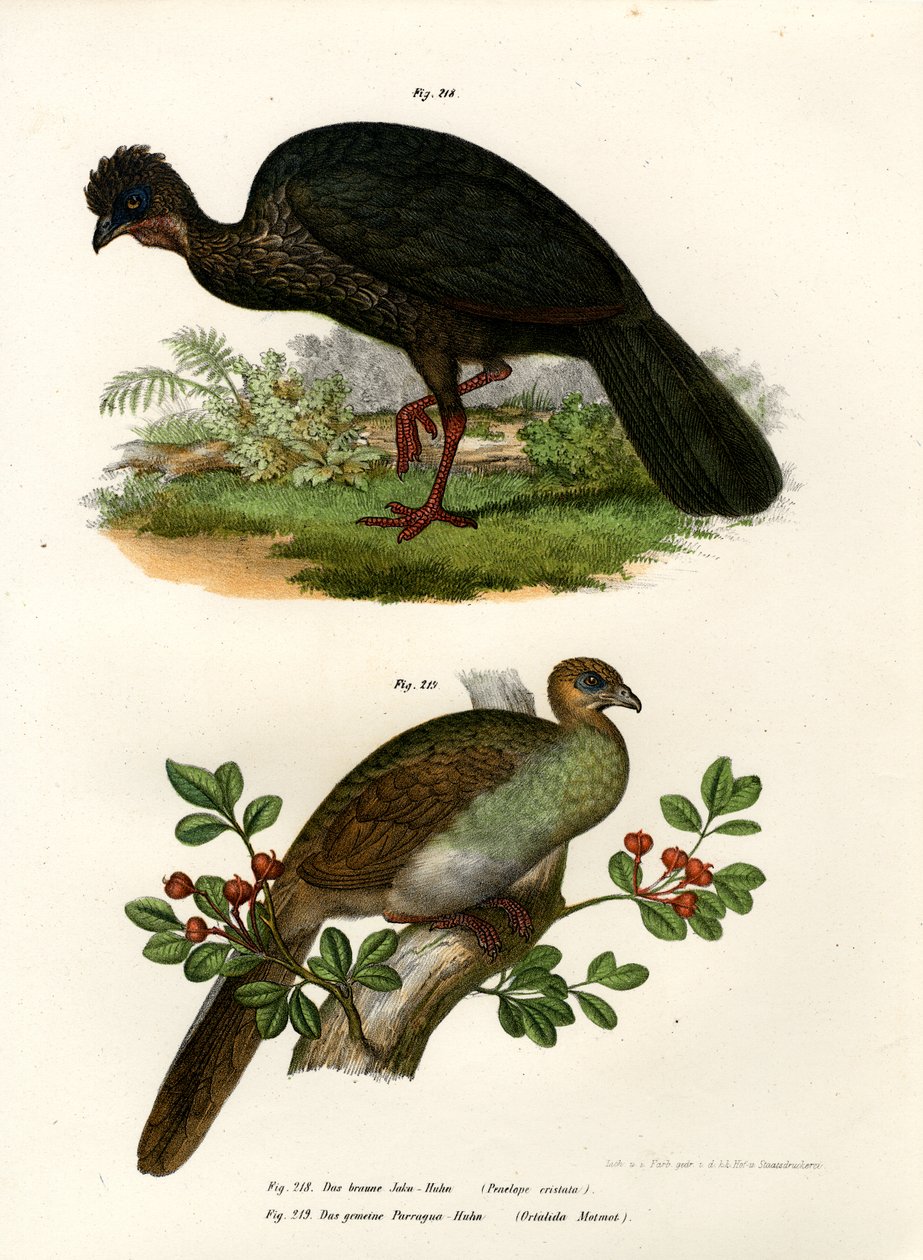 Purple Guan, 1864 av German School