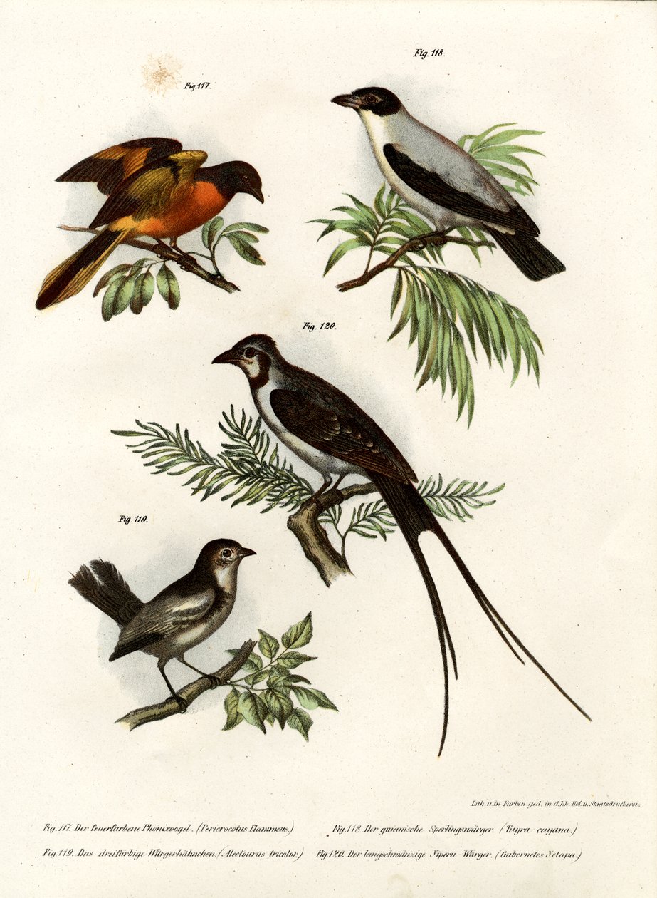 Scarlet Minivet, 1864 av German School