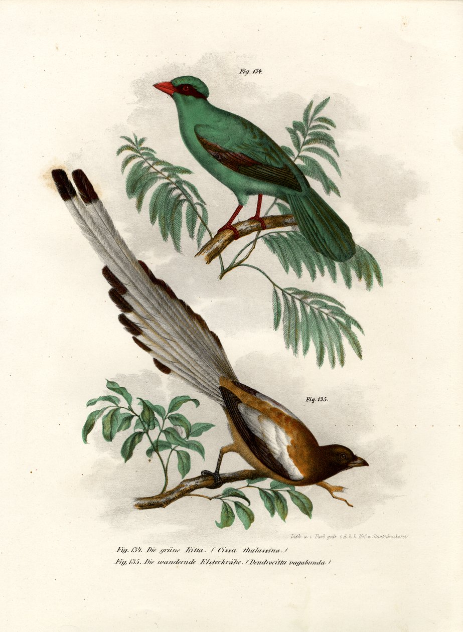 Shorttailed Green Magpie, 1864 av German School