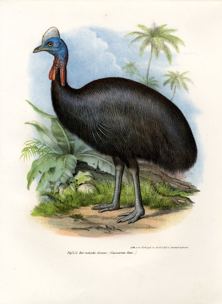 Southern Cassowary, 1864 av German School