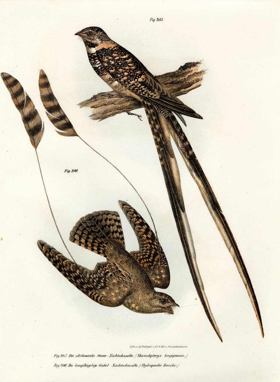 Standardvinget Nightjar, 1864 av German School
