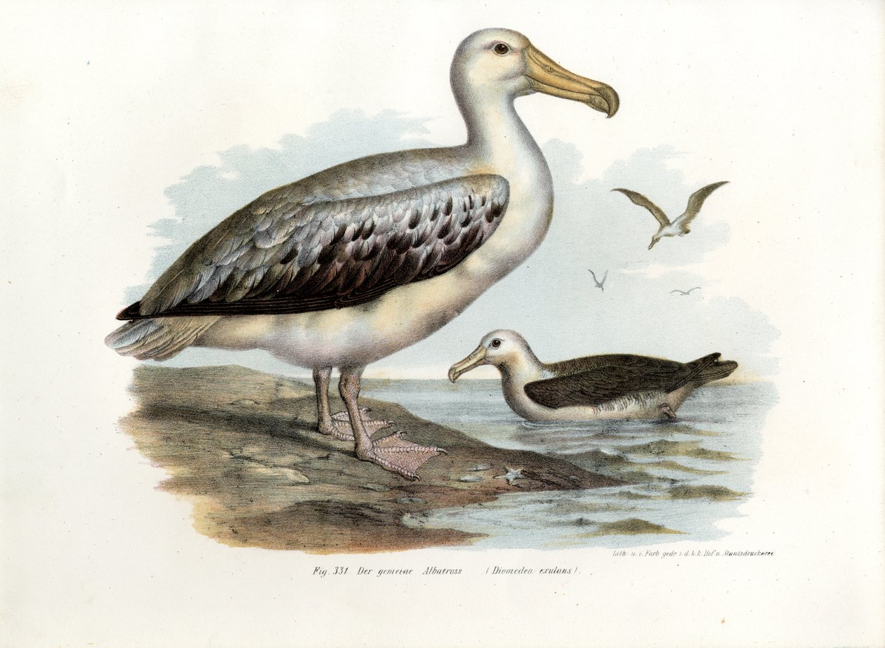 Vandrende albatross, 1864 av German School