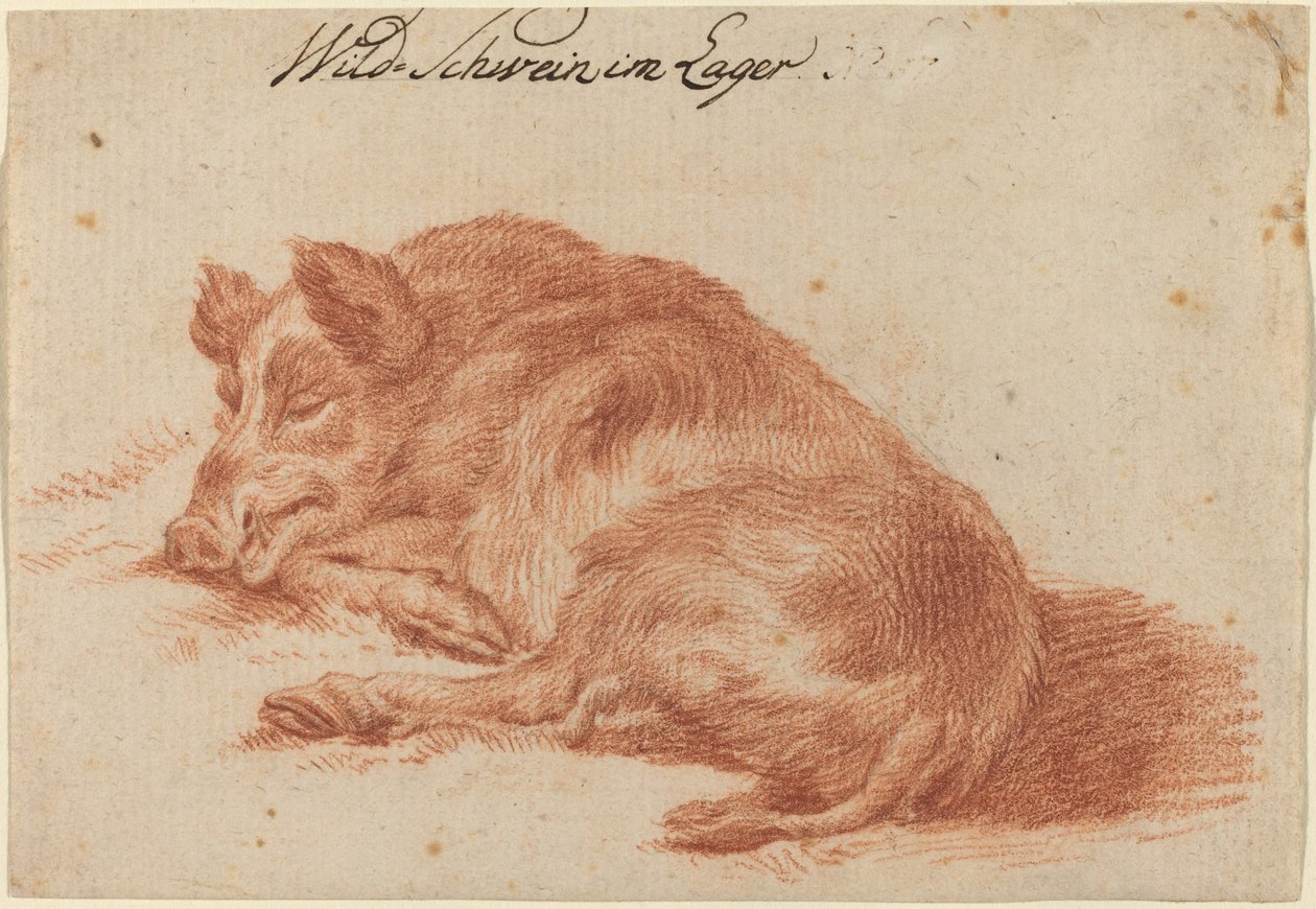 Villsvin av German 18th Century