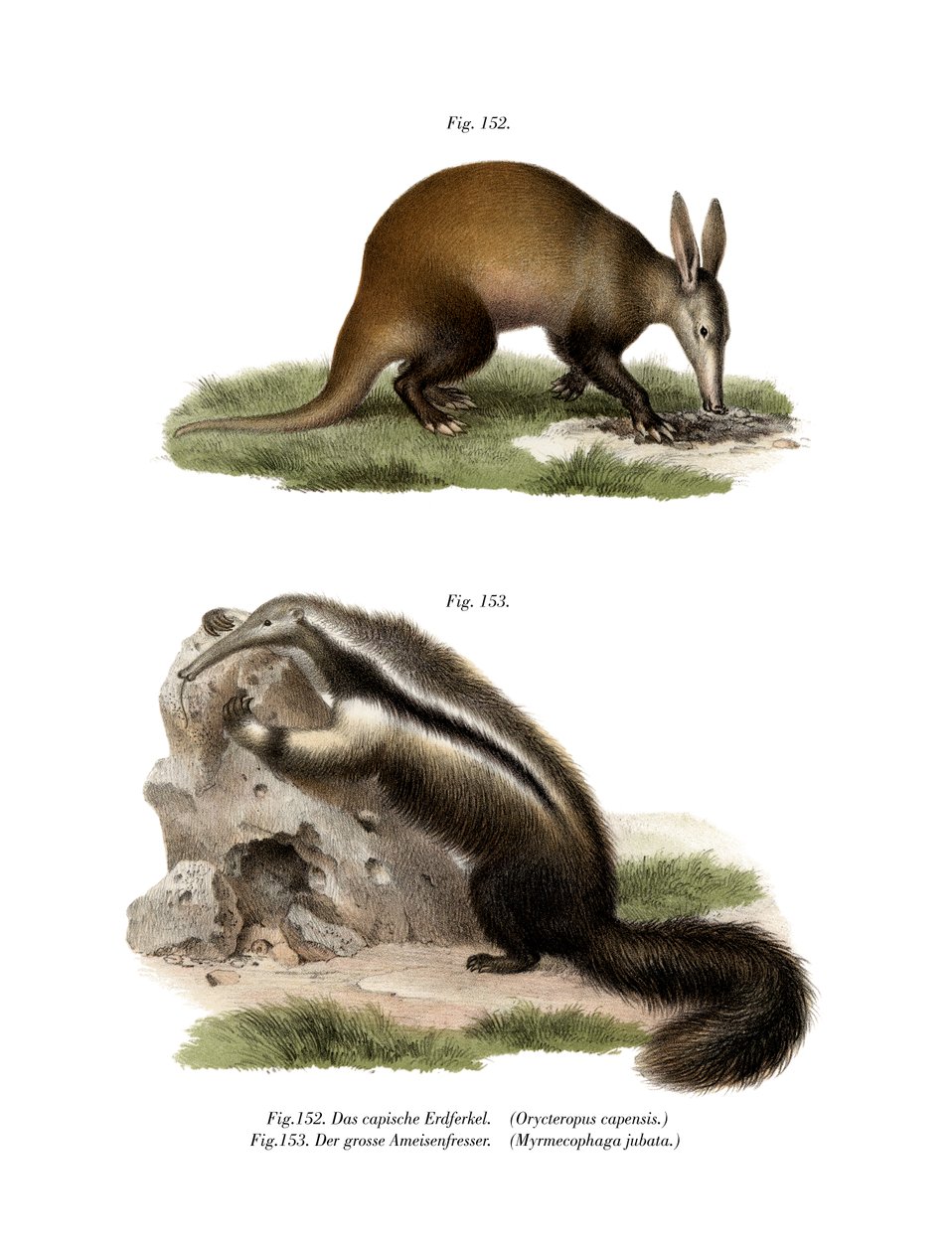 Aardvark, 1860 av German School
