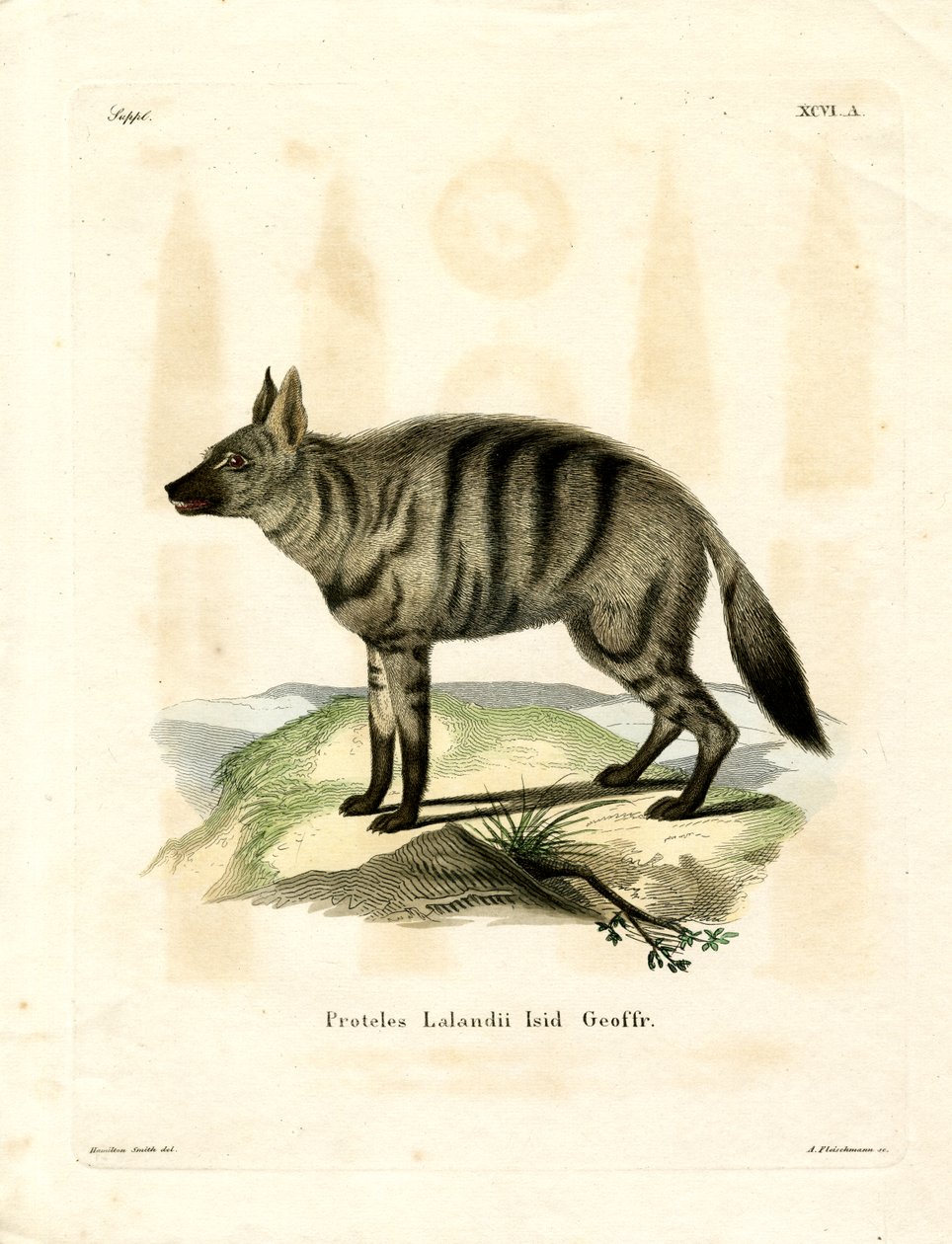 Aardwolf (farget gravering) av German School