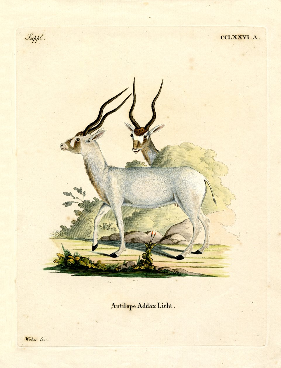 Addax Antilope (farget gravering) av German School