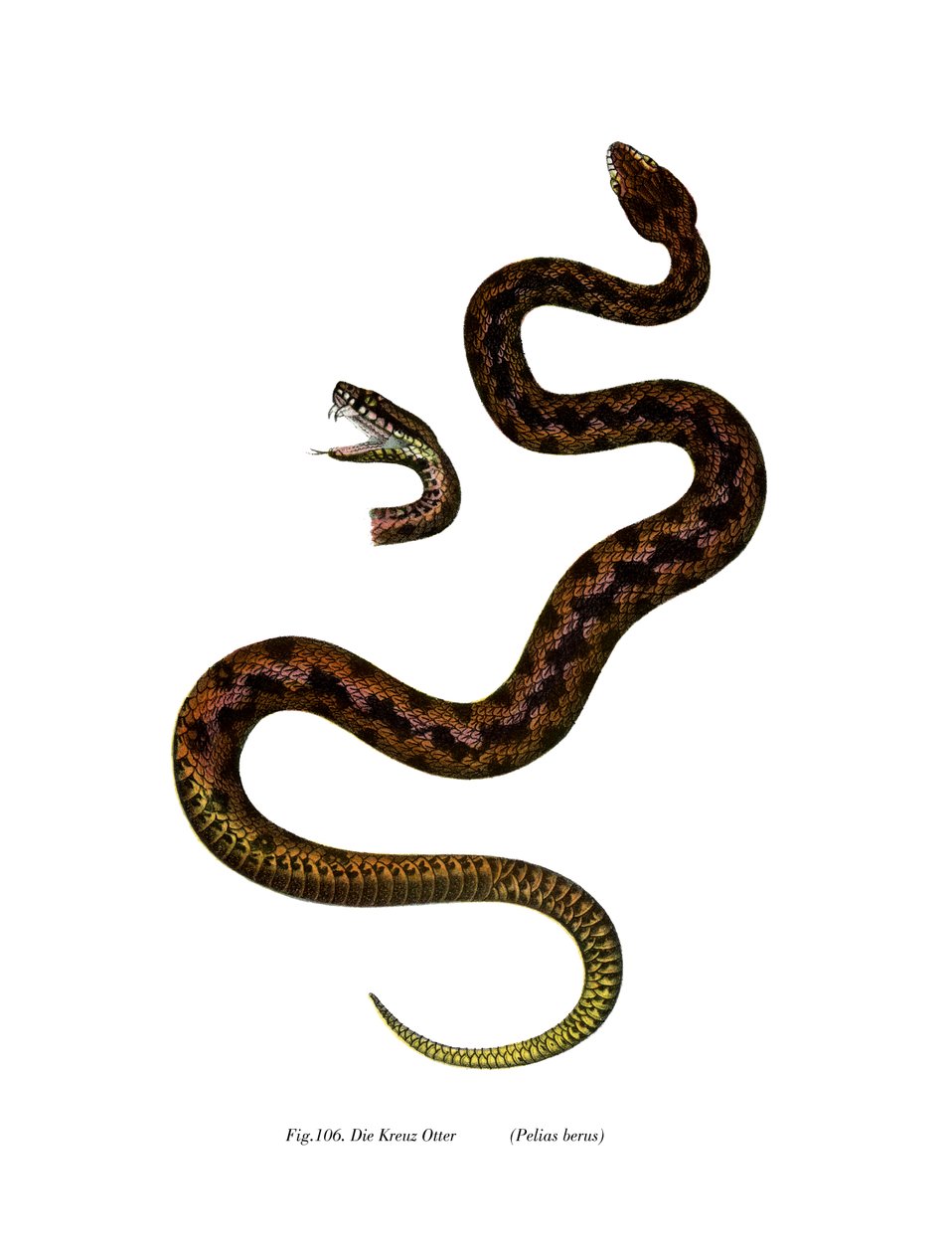 Adder (farge litho) av German School