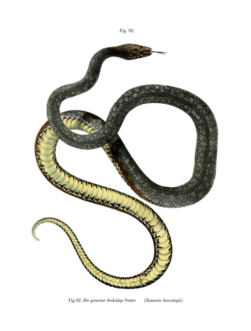 Aesculapian Snake (farge litho) av German School