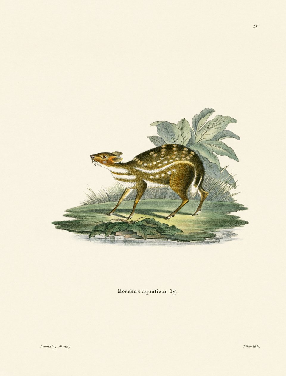 Afrikansk Chevrotain (farget gravering) av German School
