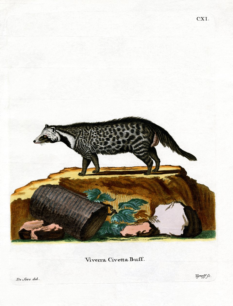 African Civet (farget gravering) av German School