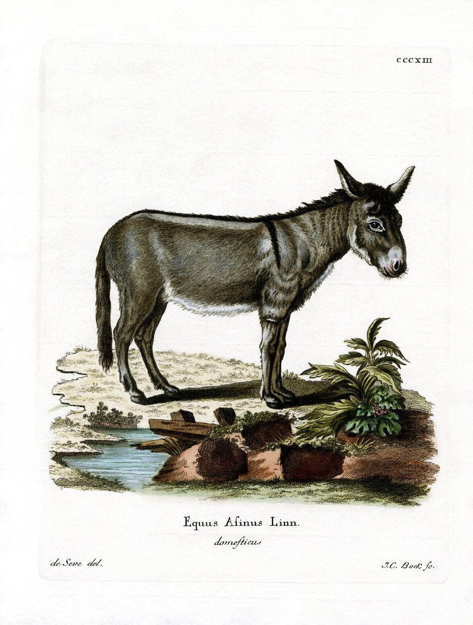 African Wild Ass (farget gravering) av German School