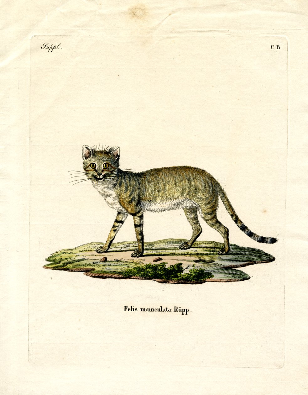 Afrikansk villkatt (farget gravering) av German School