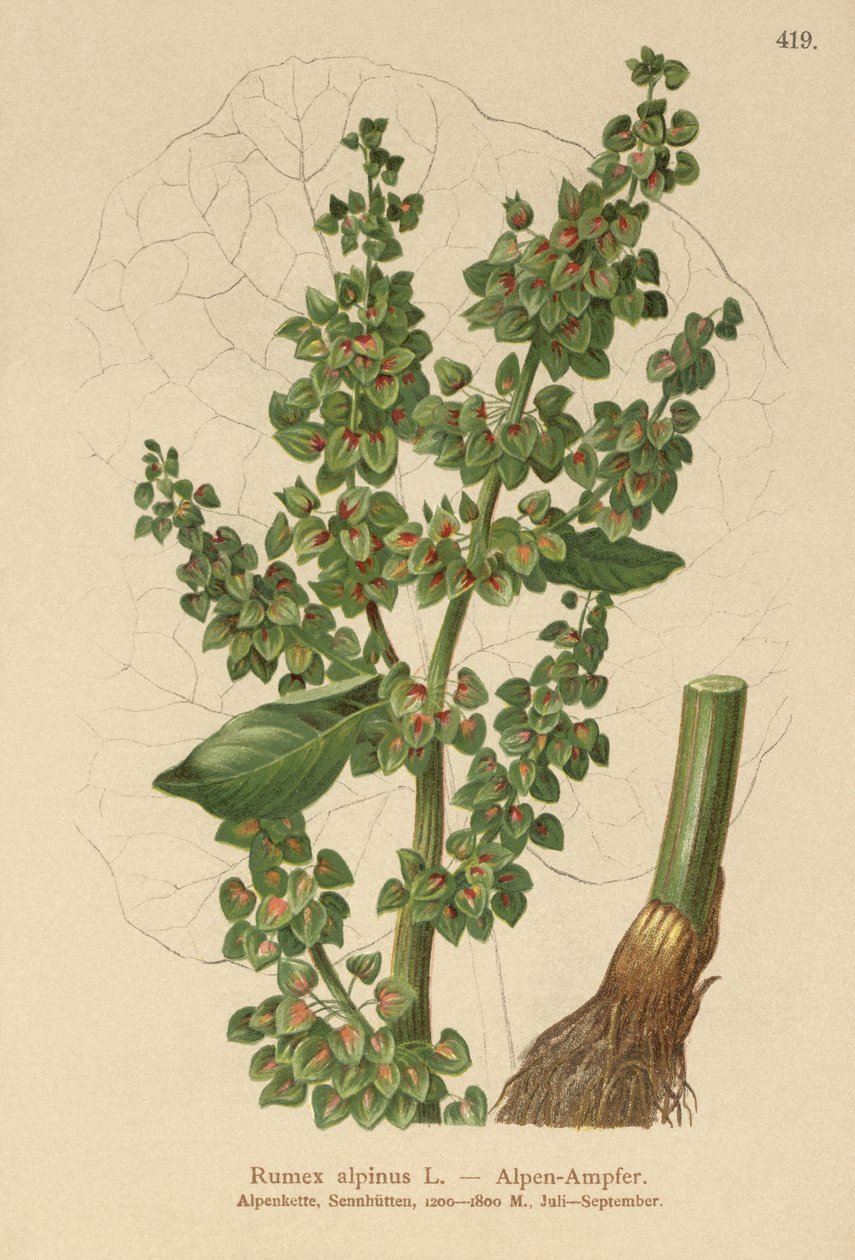 Alpine Dock (Rumex alpinus) av German School