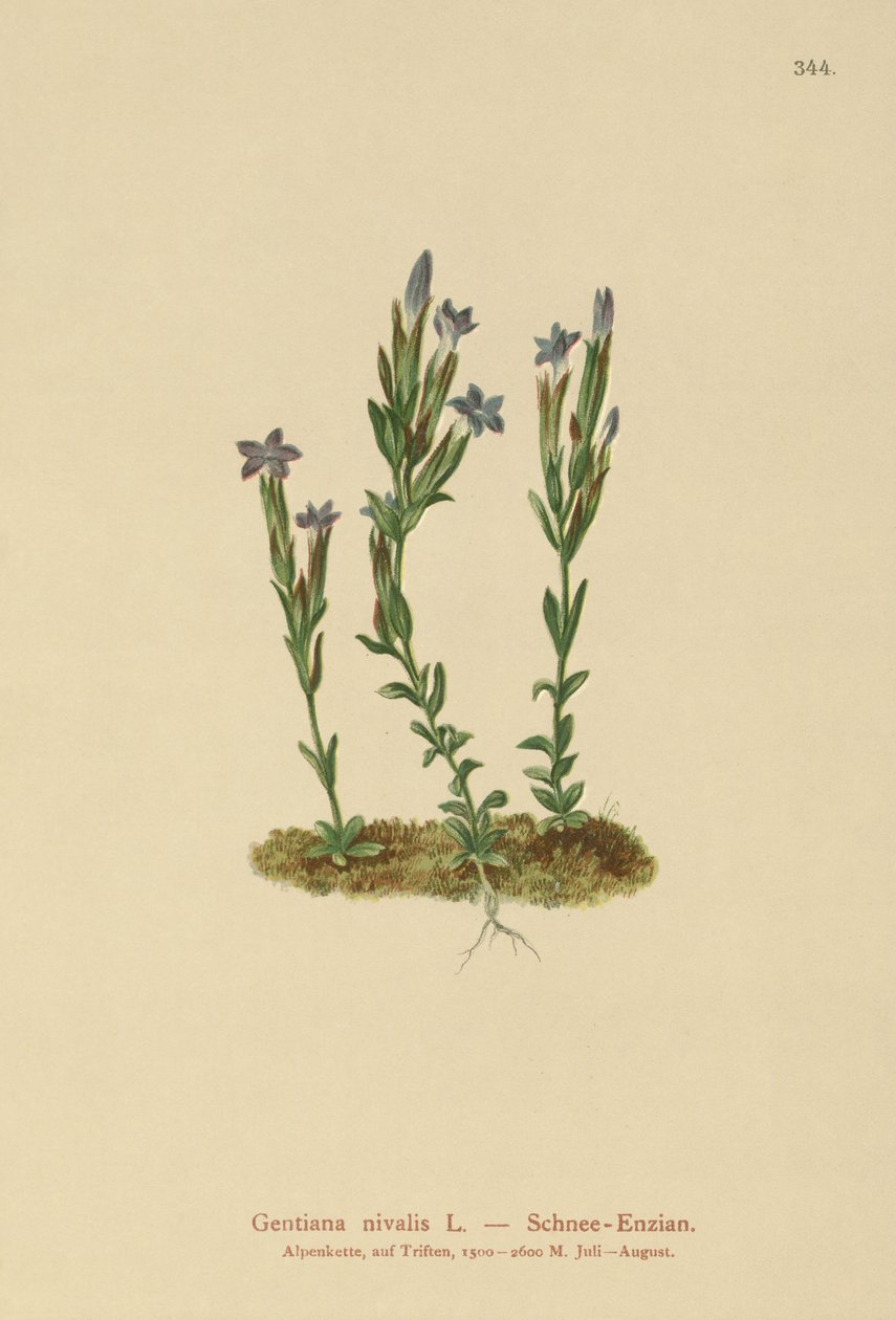 Alpine Gentian (Gentiana nivalis) av German School