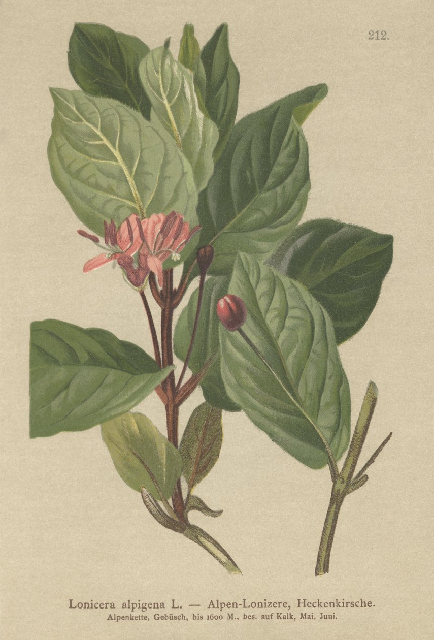 Alpin kaprifol (Lonicera alpigena) av German School