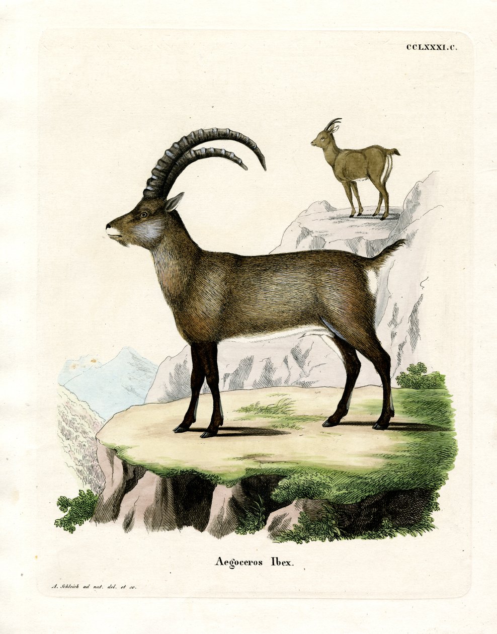 Alpine Ibex (farget gravering) av German School