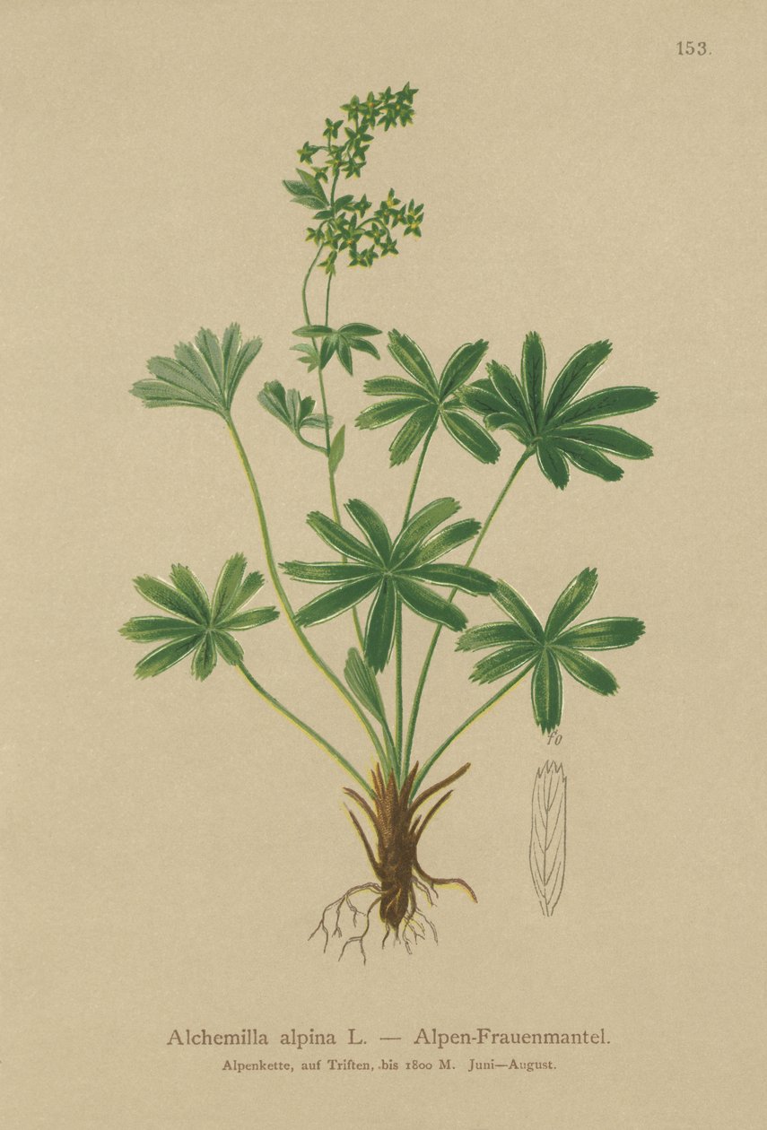 Alpine Ladys-Mantle (Alchemilla alpina) av German School