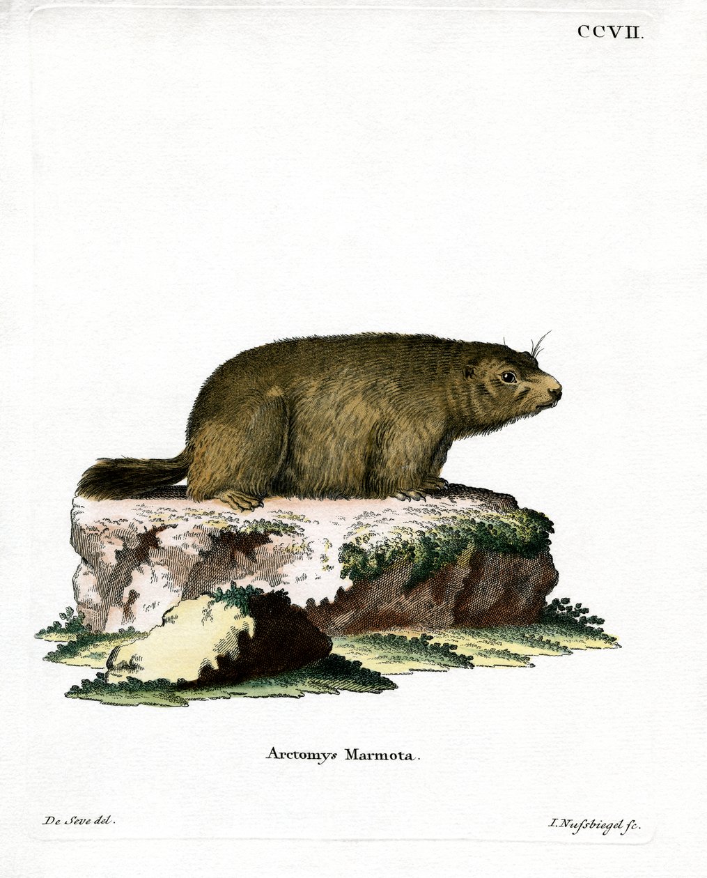 Alpine murmeldyr (farget gravering) av German School