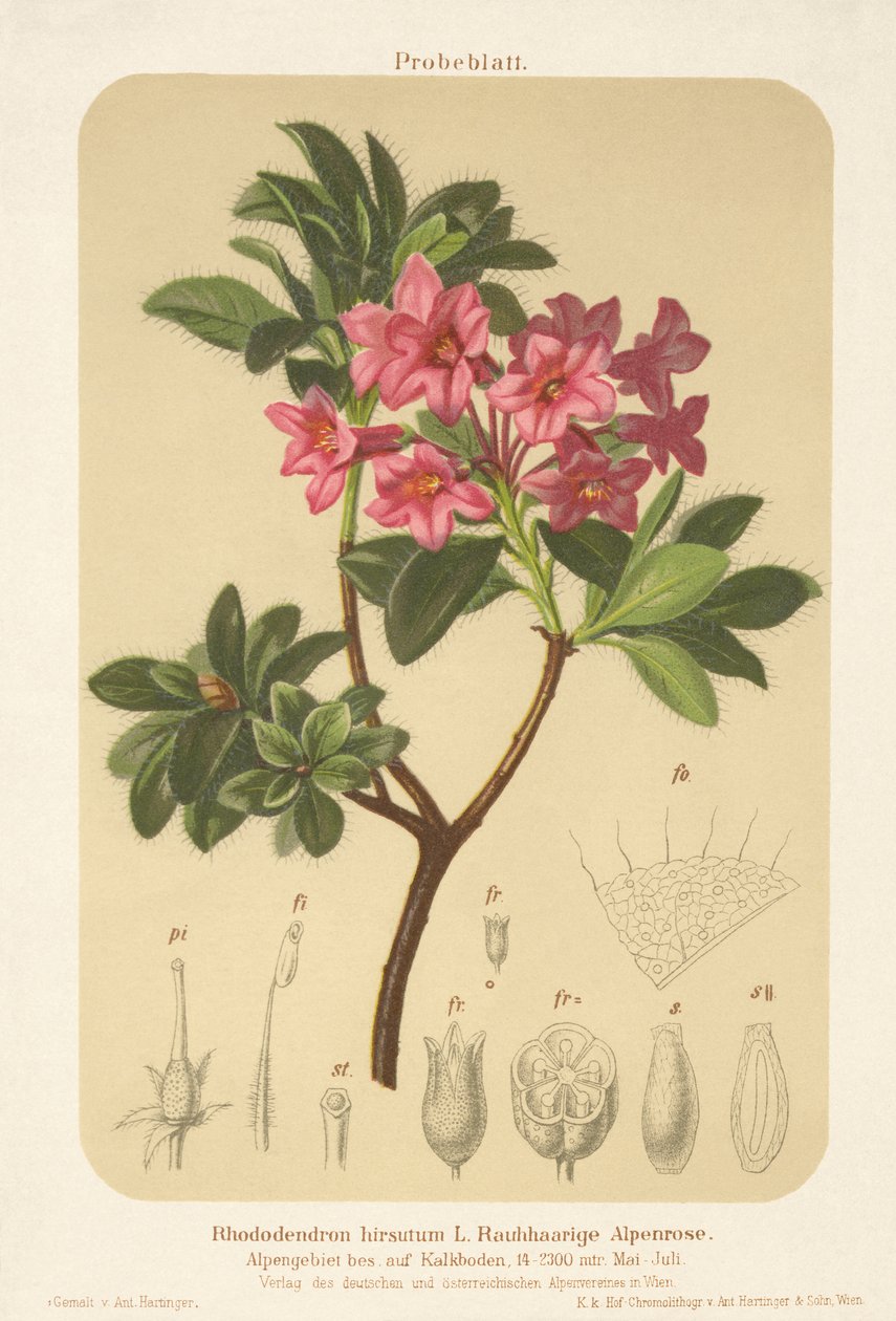 Alperose (Rhododendron hirsutum) av German School
