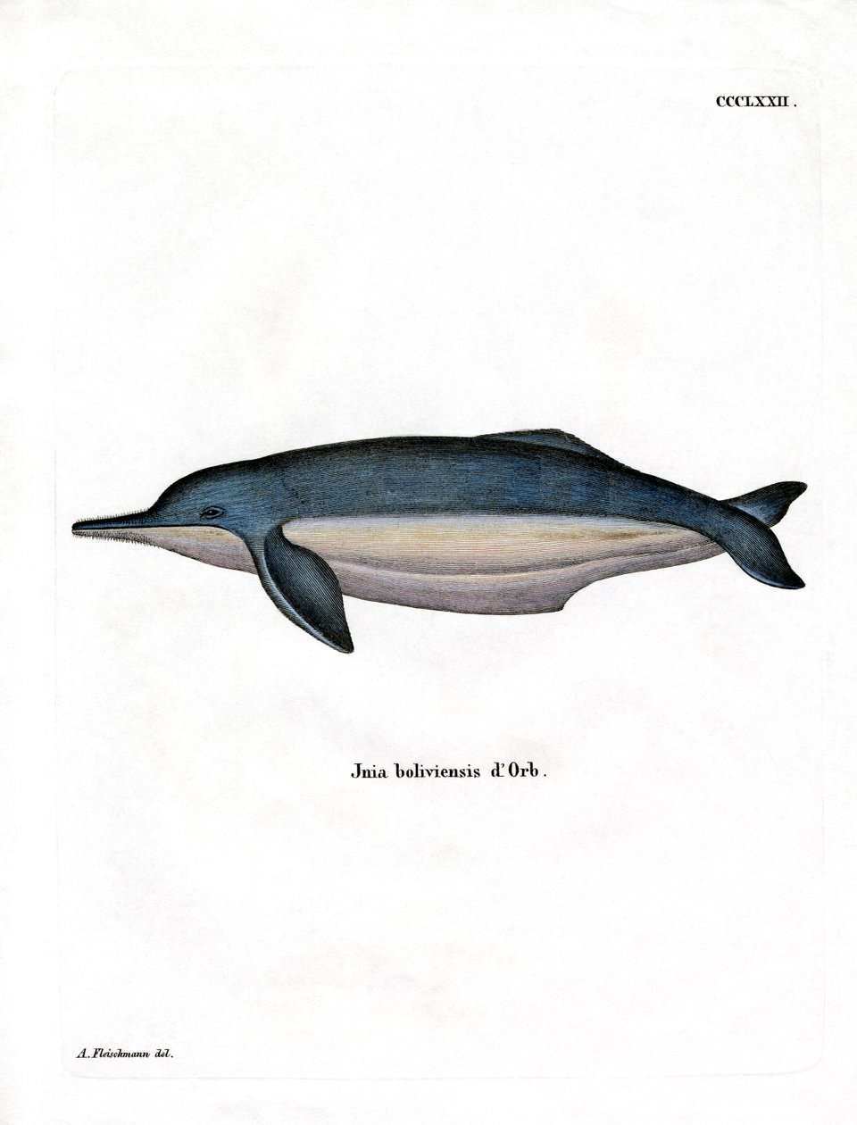 Amazon River Dolphin (farget gravering) av German School