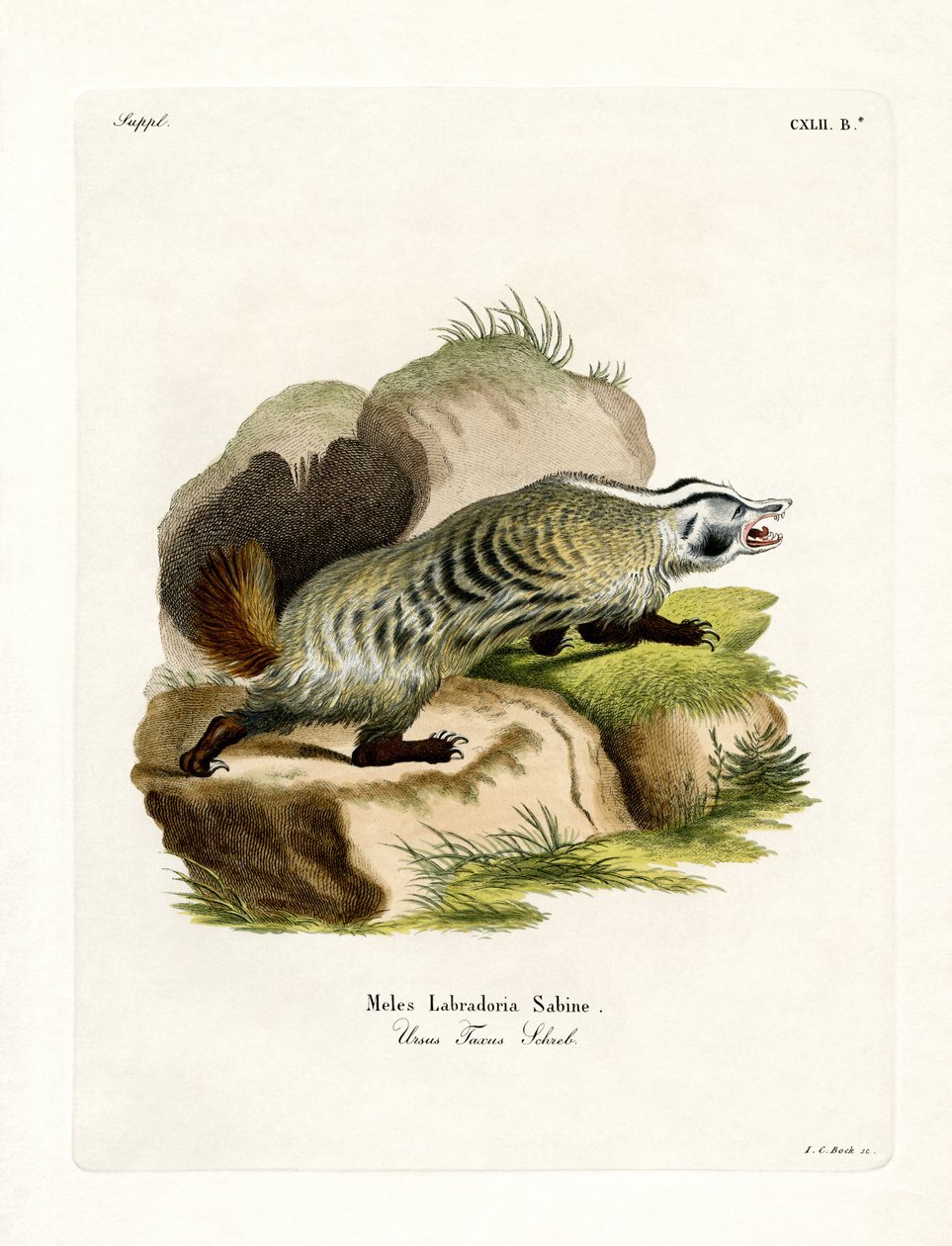 American Badger (farget gravering) av German School