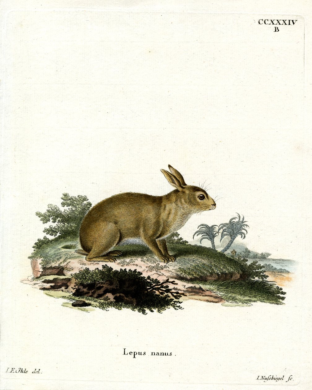 American Grey Rabbit (farget gravering) av German School