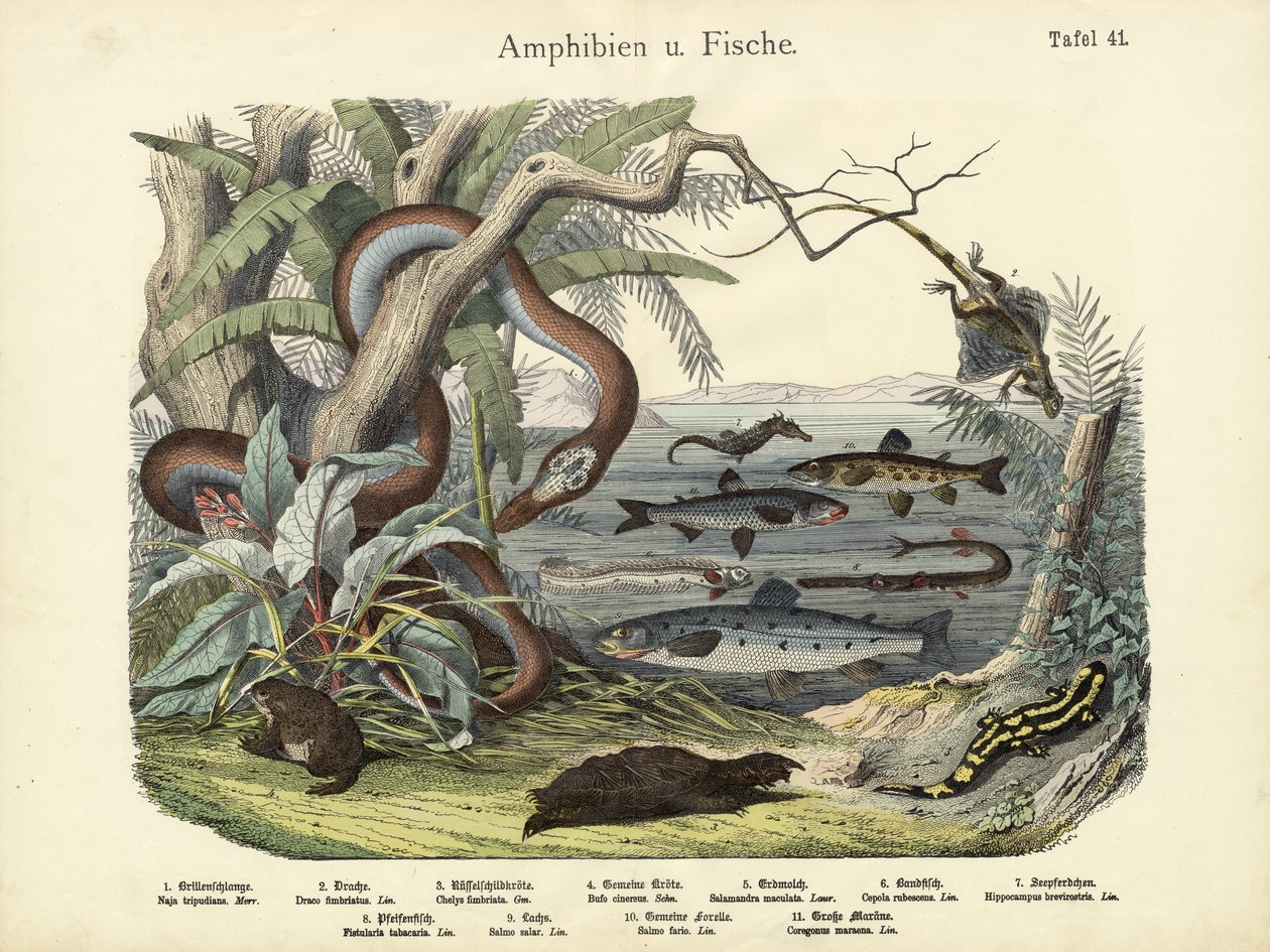 Amfibier og fisker, ca. 1860 av German School