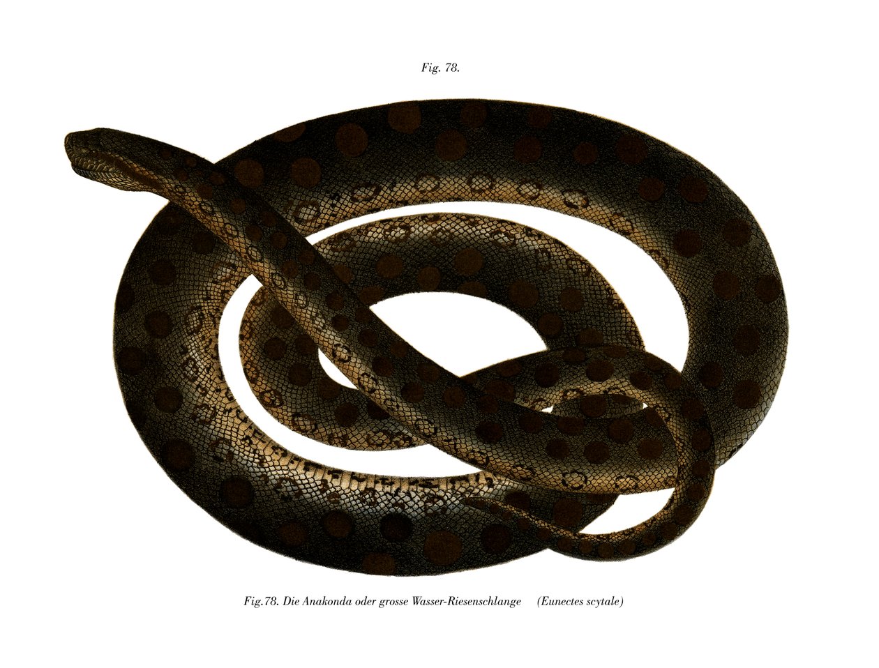 Anaconda (farge litho) av German School