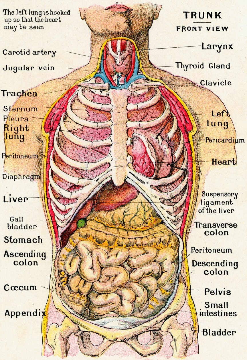 Anatomisk syn på menneskekroppen av German School